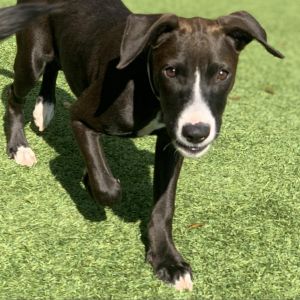 Grace, Adult Female Labrador Retriever