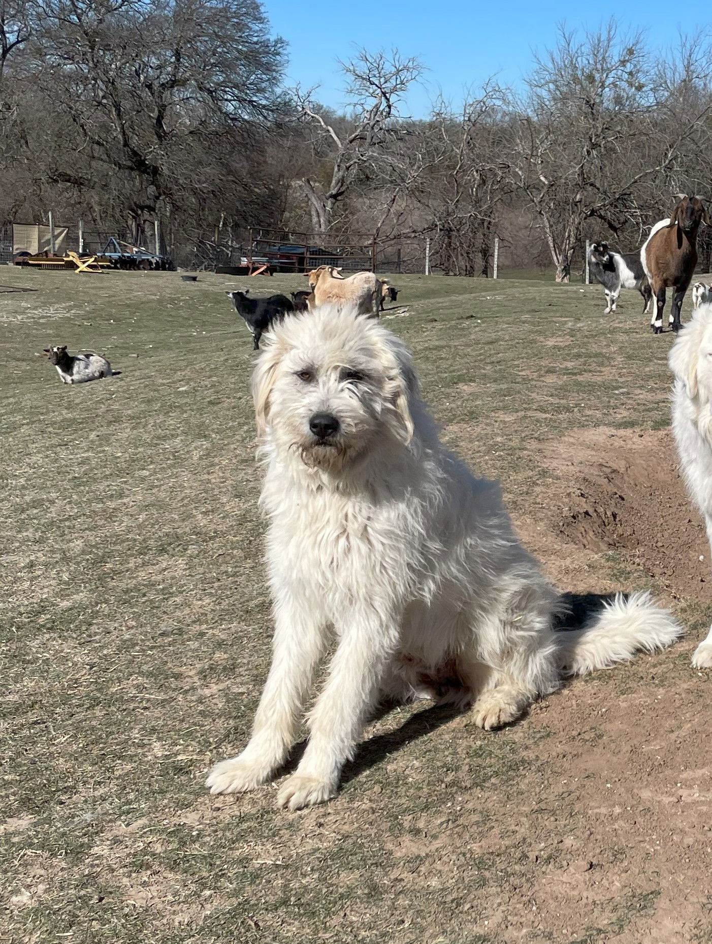 Coach, an adoptable Komondor, Anatolian Shepherd in Whitewright, TX, 75491 | Photo Image 1