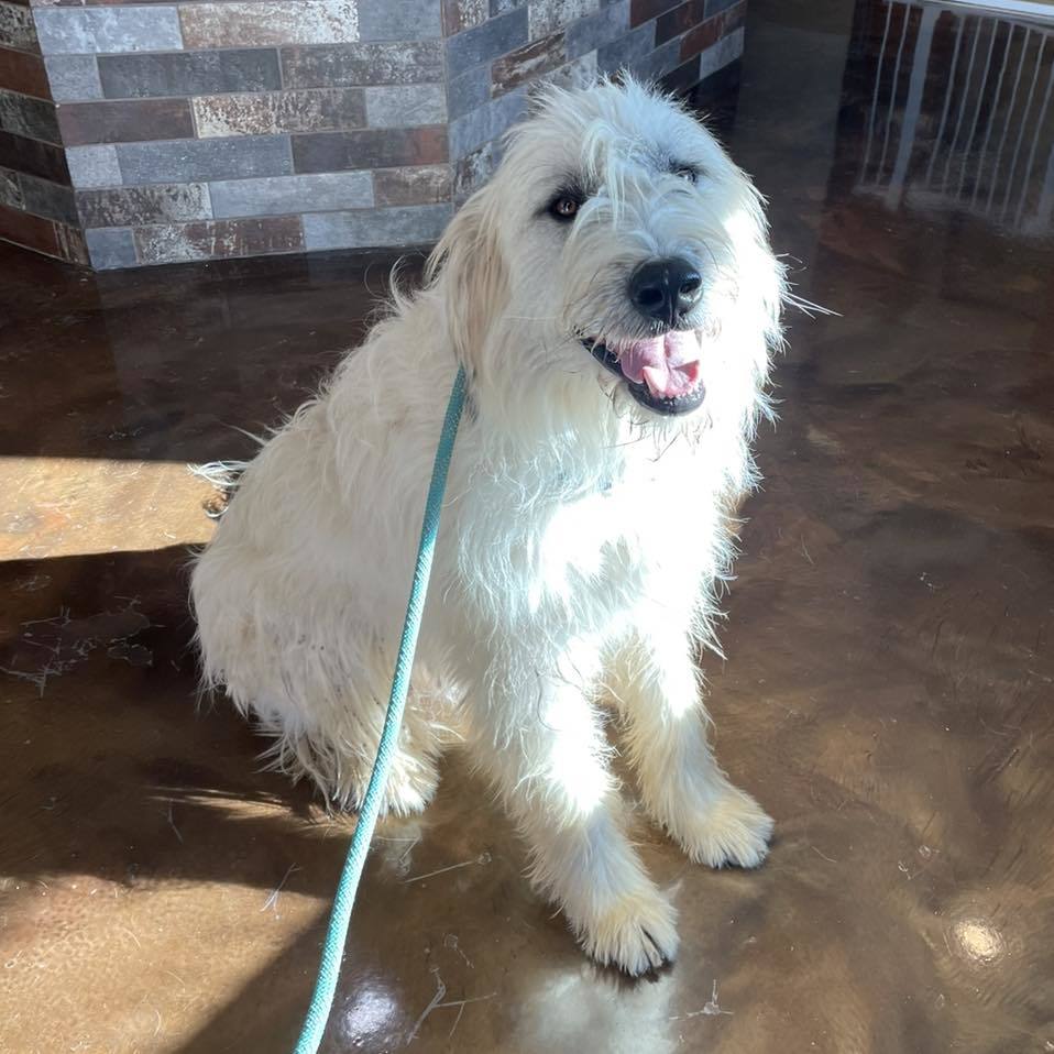 Coach, an adoptable Komondor, Anatolian Shepherd in Whitewright, TX, 75491 | Photo Image 1