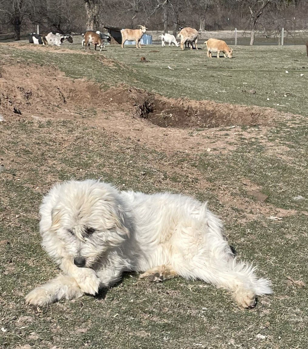 Coach, an adoptable Komondor, Anatolian Shepherd in Whitewright, TX, 75491 | Photo Image 2