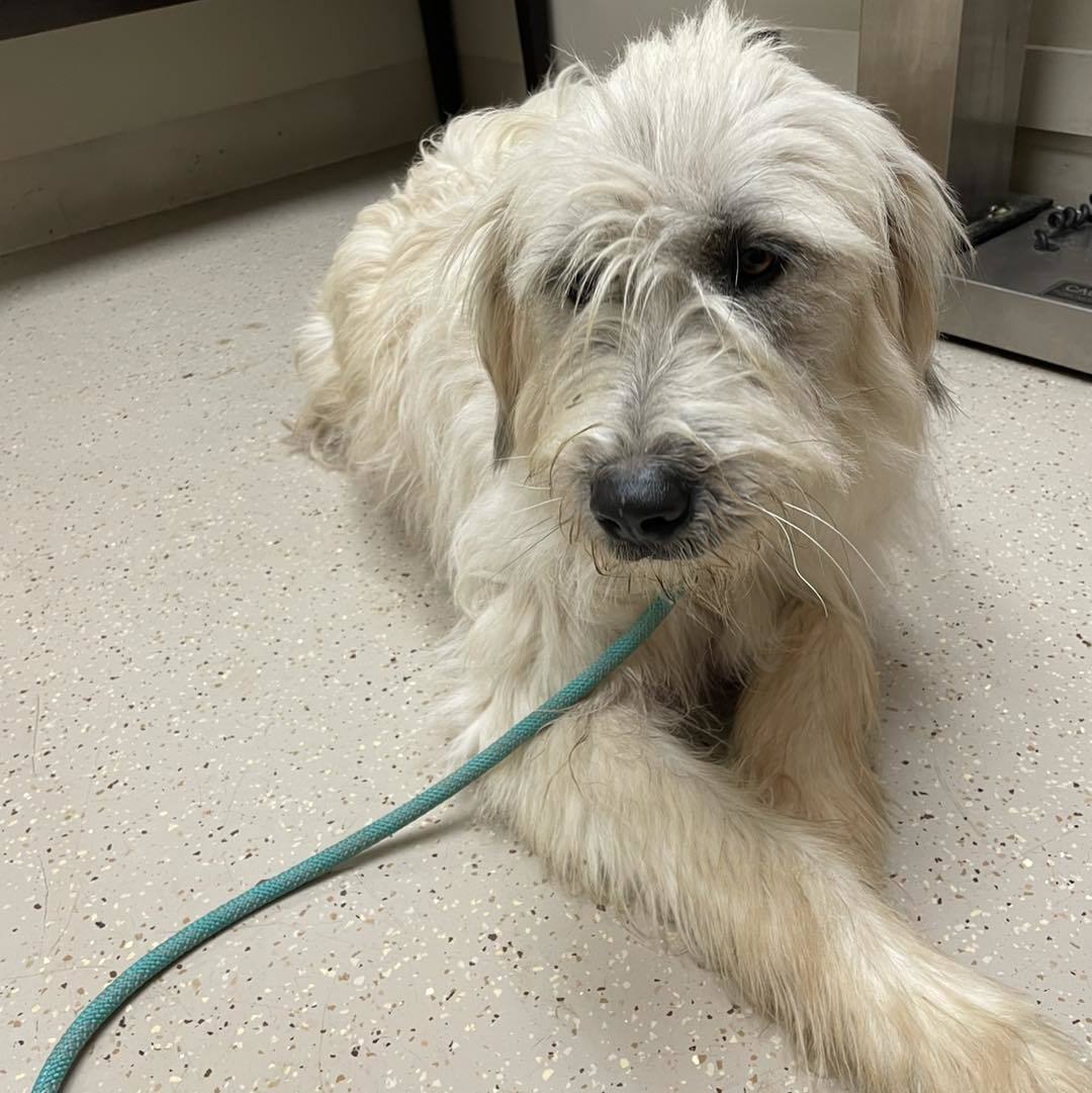 Coach, an adoptable Komondor, Anatolian Shepherd in Whitewright, TX, 75491 | Photo Image 2