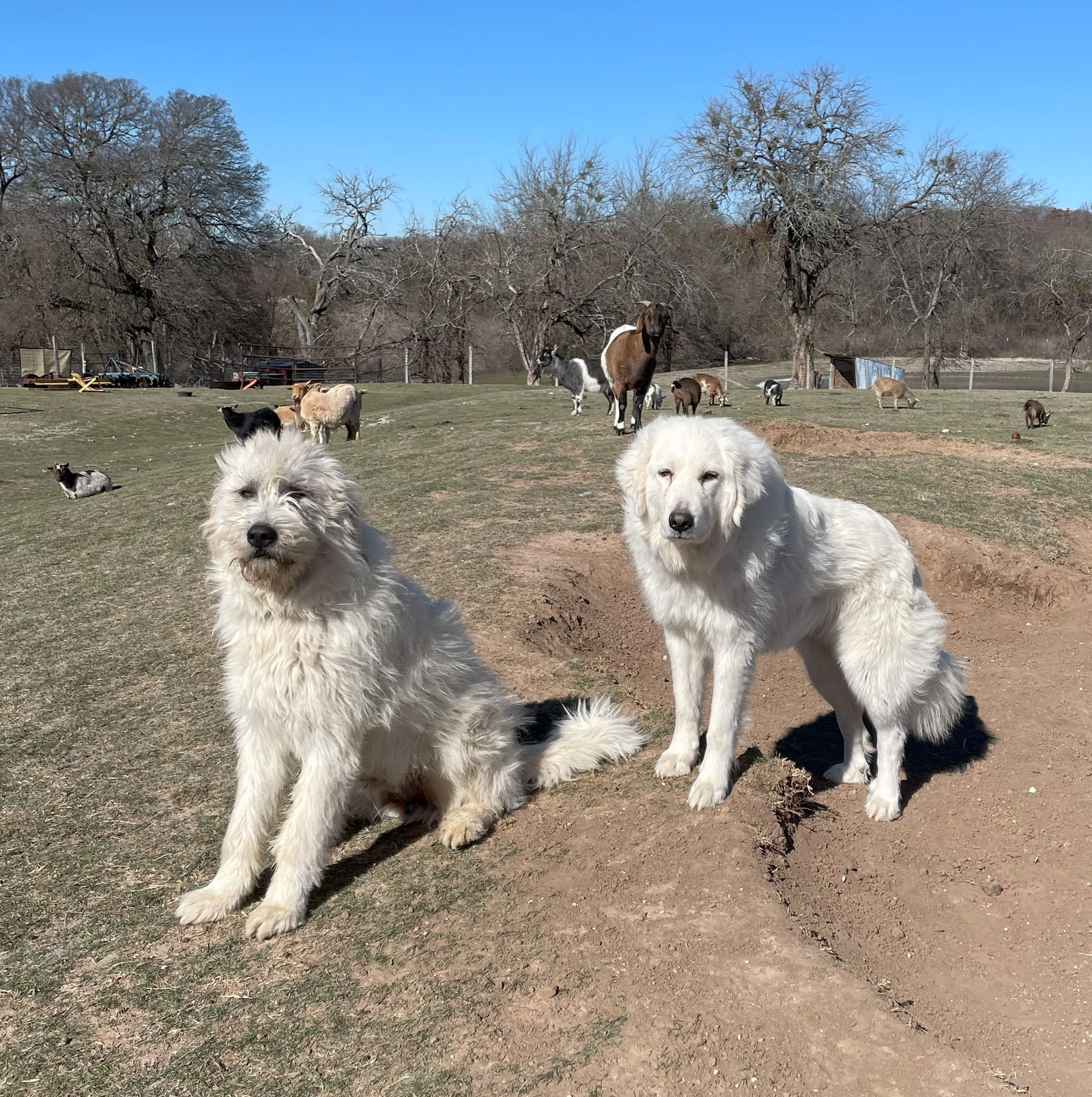 Coach, an adoptable Komondor, Anatolian Shepherd in Whitewright, TX, 75491 | Photo Image 3