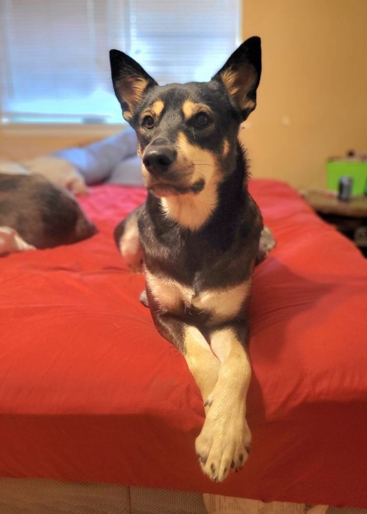 Kelpie corgi hot sale mix