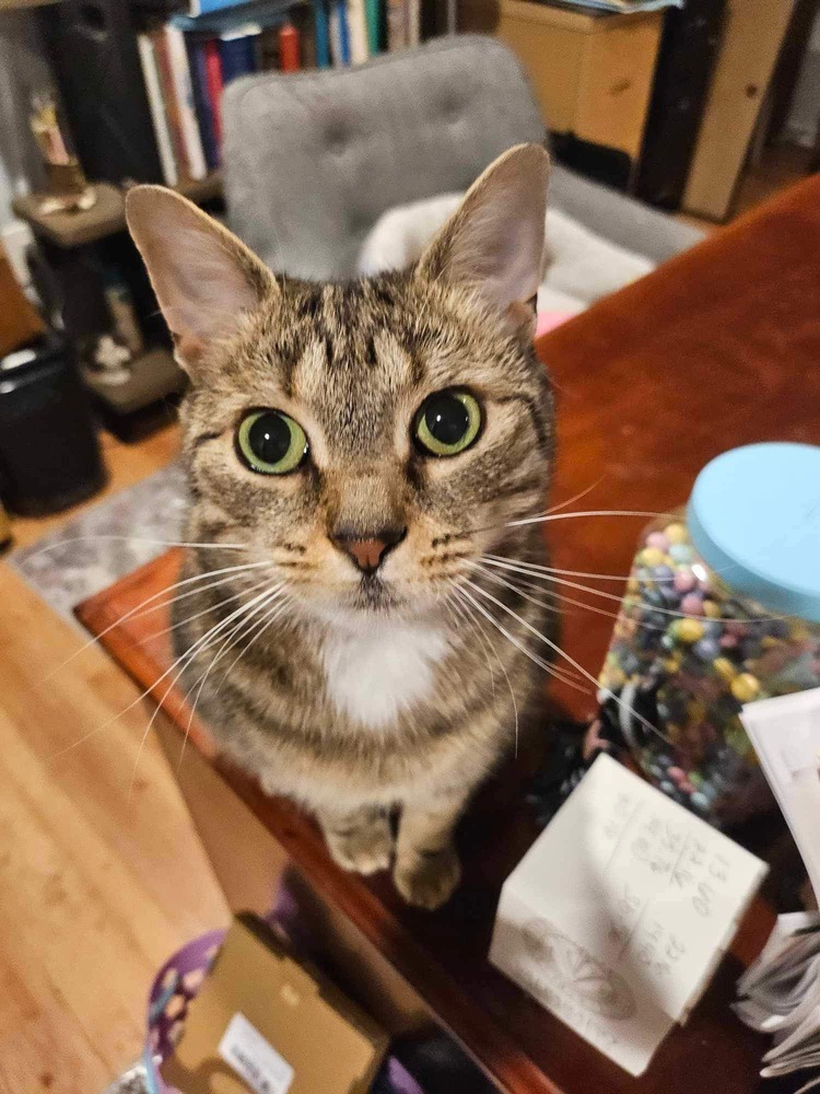 Iris (aka Dolly)