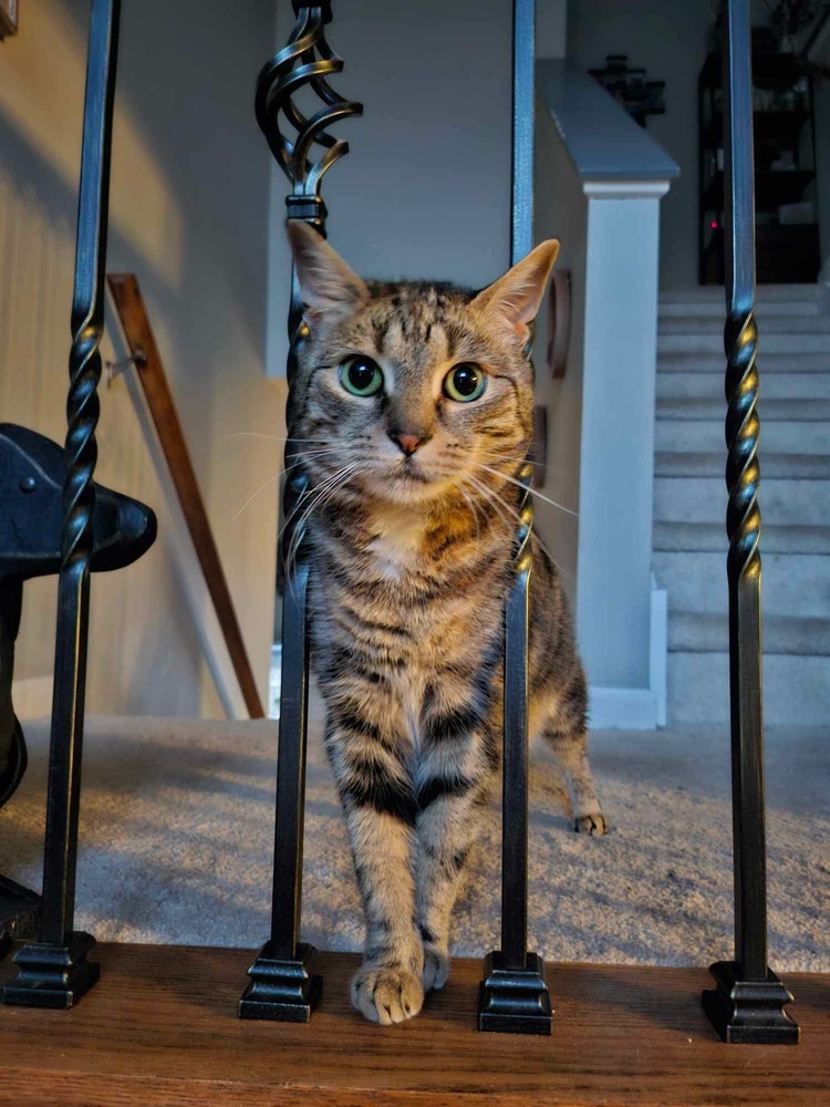 Iris (aka Dolly)