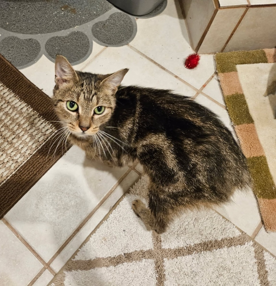 Iris (aka Dolly)