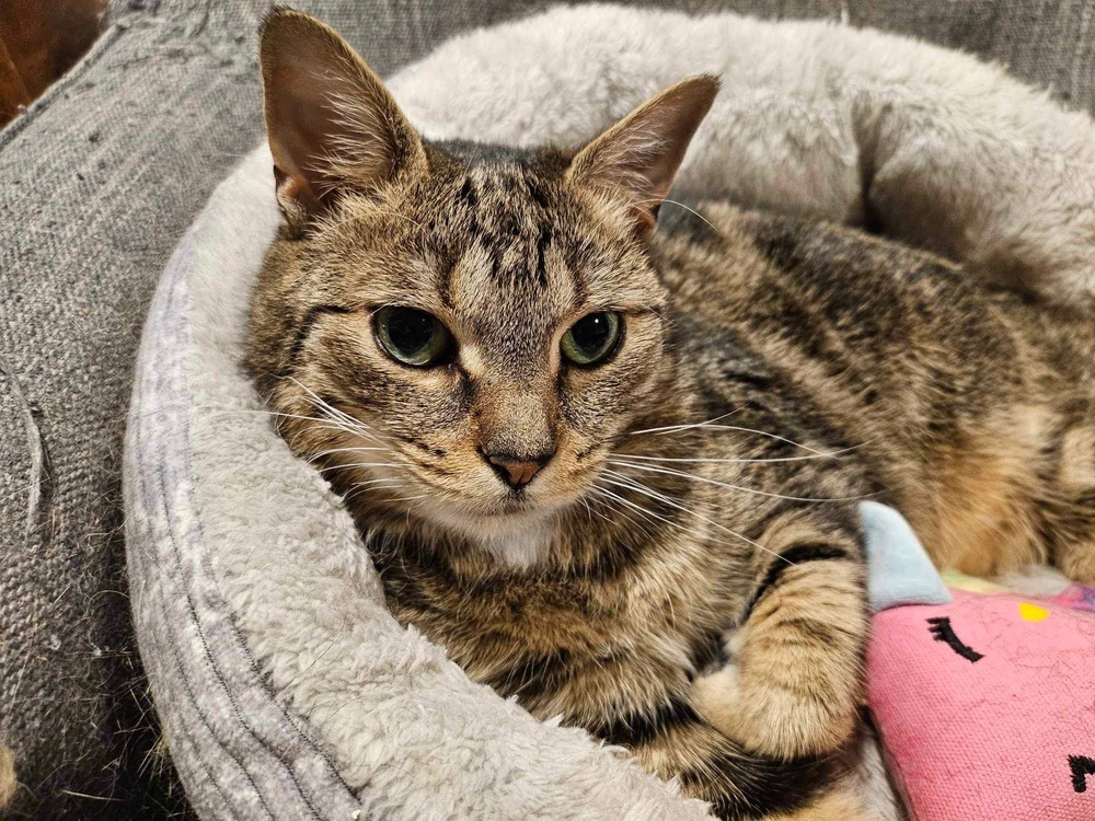 Iris (aka Dolly)