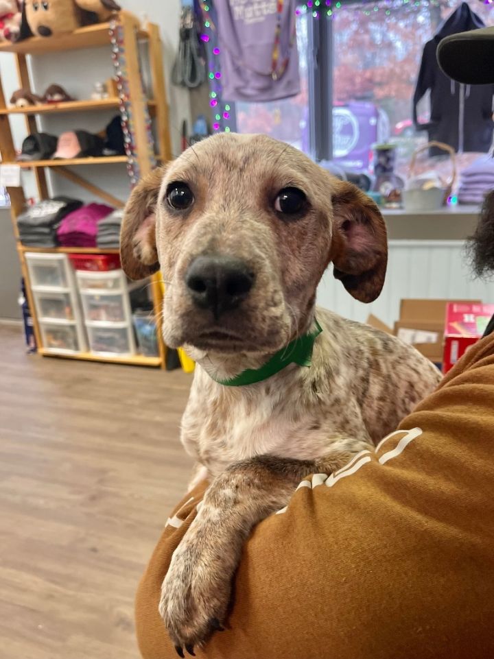 Jazz in NH! Come Meet our Adoptable Dogs 2/9 and 2/10 More info in Bio! , an adopted Australian Cattle Dog / Blue Heeler Mix in Manchester, NH_image-2