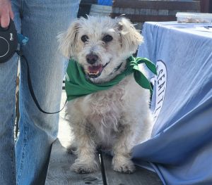 Animal Profile Junior is an estimated 6 year old 20 lb neutered male Terrier 