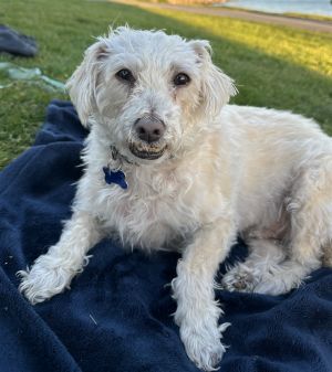 Animal Profile Junior is an estimated 6 year old 20 lb neutered male Terrier likely low shedding