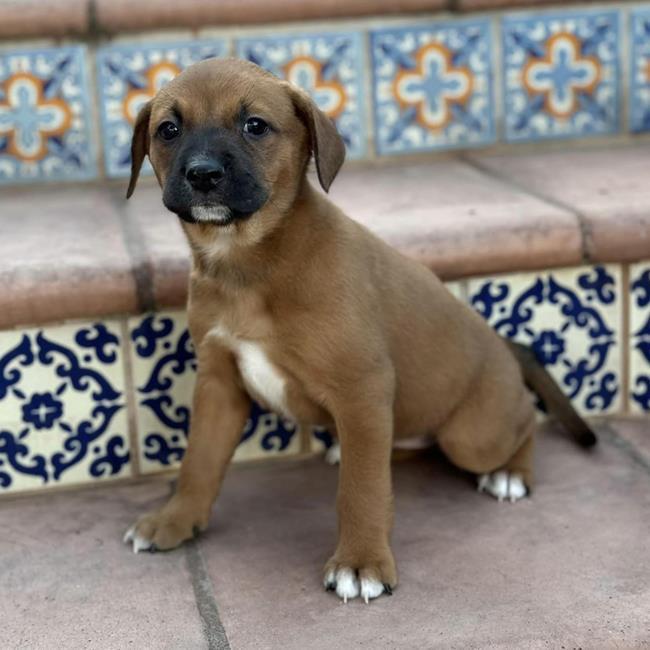 Spanish Puppy - Hermosa - Adopted! 1