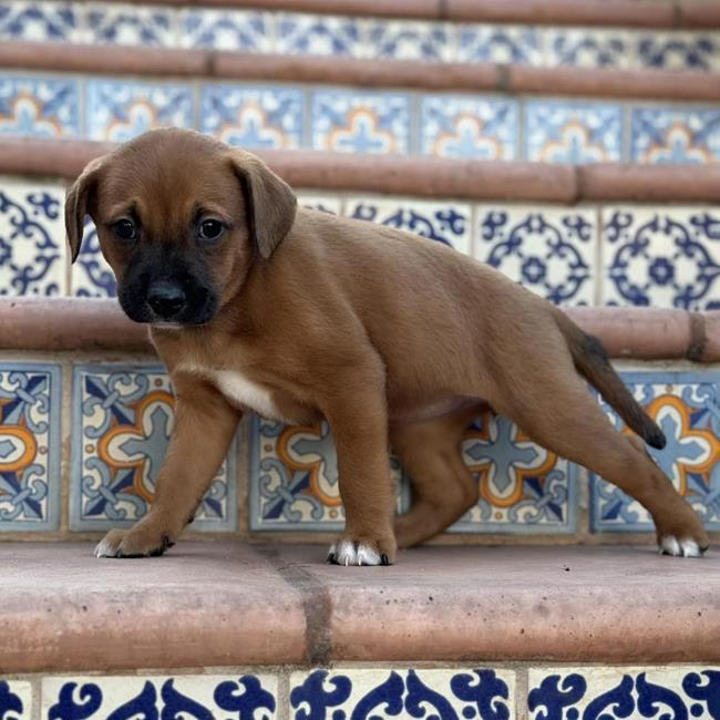 Spanish Puppy - Hermosa - Adopted! 2