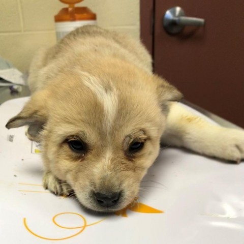 Nilla, an adoptable Mixed Breed in Las Cruces, NM, 88012 | Photo Image 2