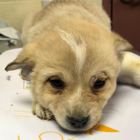 Nilla, an adoptable Mixed Breed in Las Cruces, NM, 88012 | Photo Image 4