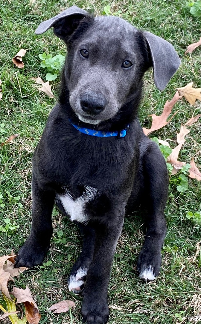 Petfinder 2024 labrador retriever