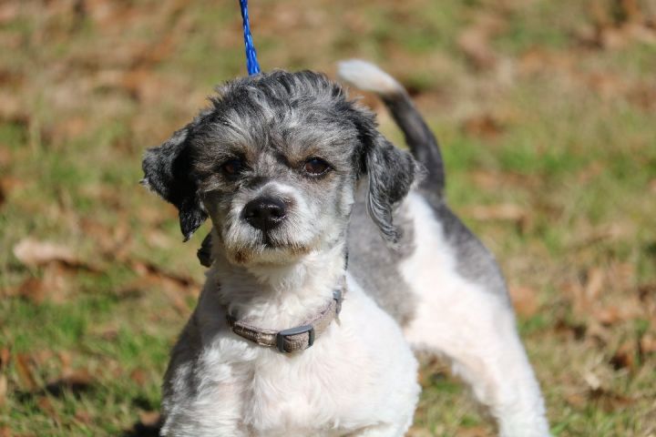 Petfinder schnoodle sales