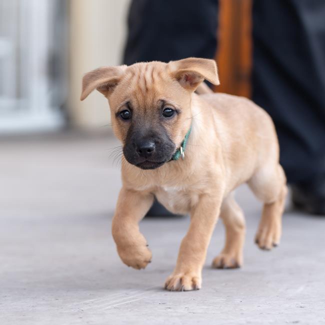 Cabo Pup - San Jose - Adopted!