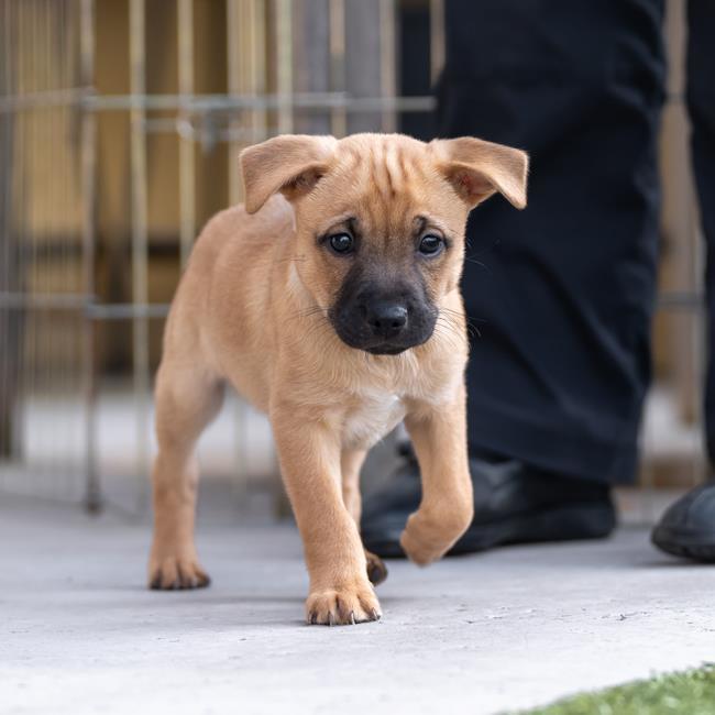 Cabo Pup - San Jose - Adopted!