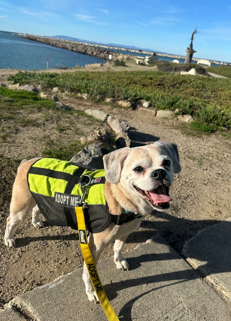 Marty, an adoptable Puggle in Camarillo, CA, 93010 | Photo Image 1