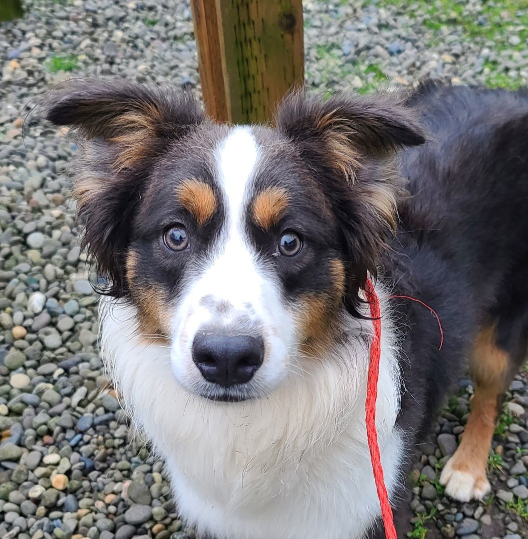 Dog for adoption - Teddy, an Australian Shepherd in Longview, WA ...