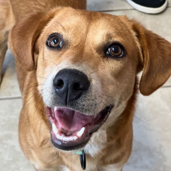 Great pyrenees store mountain cur mix