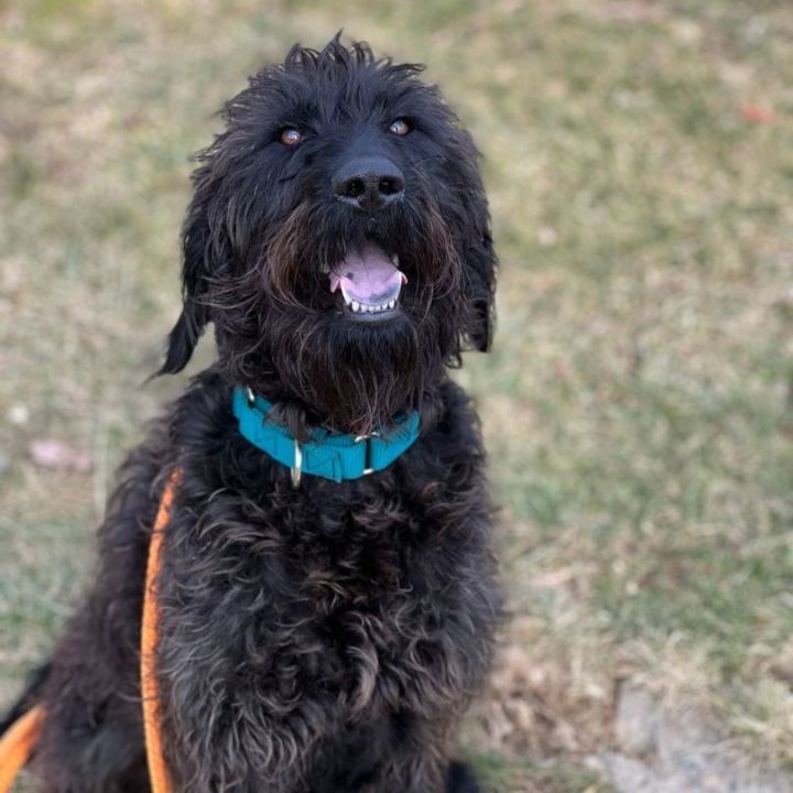 Dog for adoption - Pete #2 , a Standard Poodle & Bluetick Coonhound Mix ...