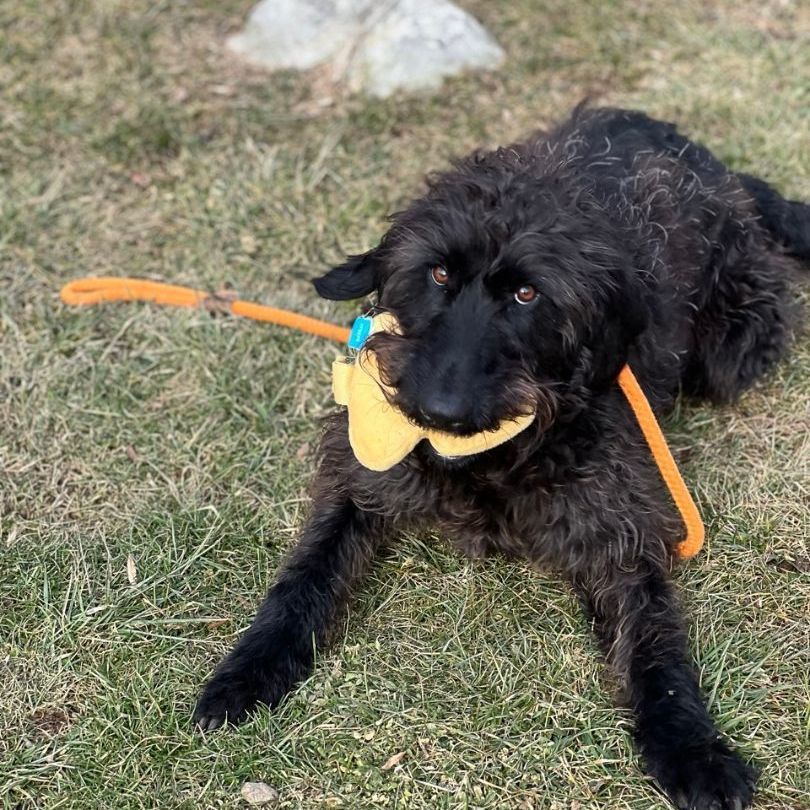 Dog for adoption - Pete #2 , a Standard Poodle & Bluetick Coonhound Mix ...