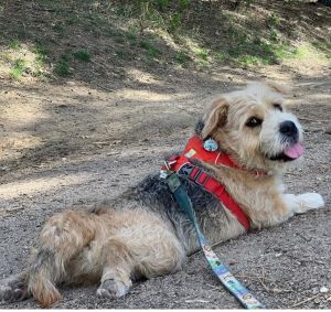 Dog for adoption Rex a Border Terrier Mix in Philomath OR