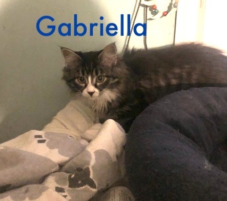 Gabriella (bonded Georgie) (FCID# 12/12/2023-103
