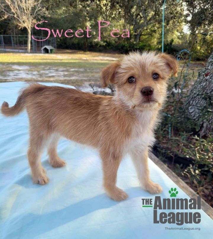 Sweet Pea, an adopted Terrier Mix in Clermont, FL_image-2