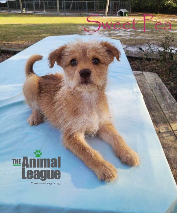 Sweet Pea, an adopted Terrier Mix in Clermont, FL_image-3