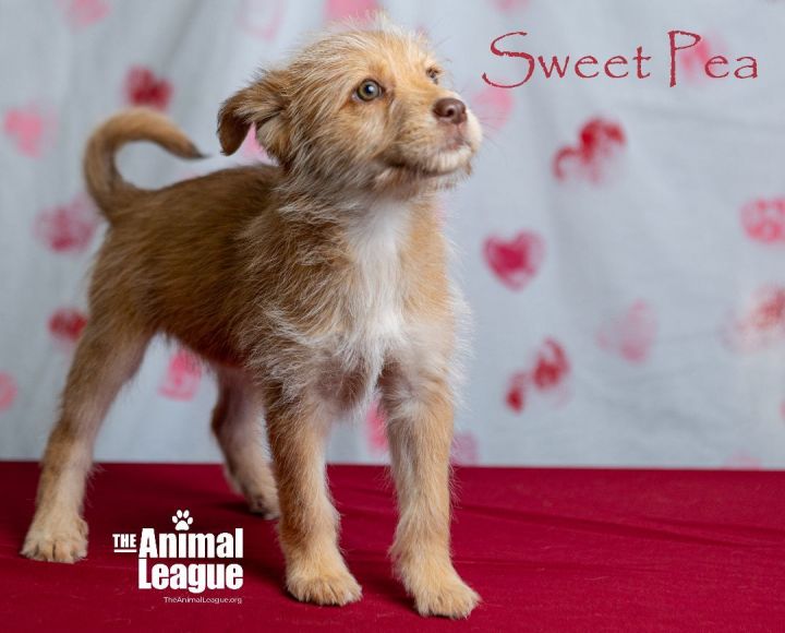 Sweet Pea, an adopted Terrier Mix in Clermont, FL_image-1