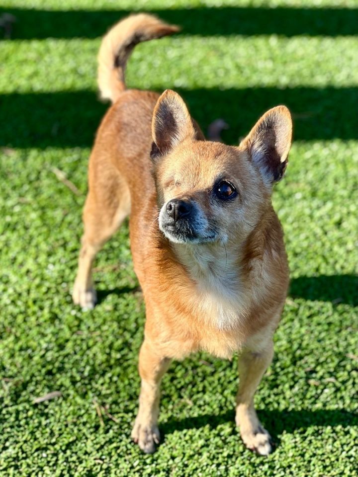 Sophia, an adoptable Chihuahua Mix in Greensboro, NC_image-2