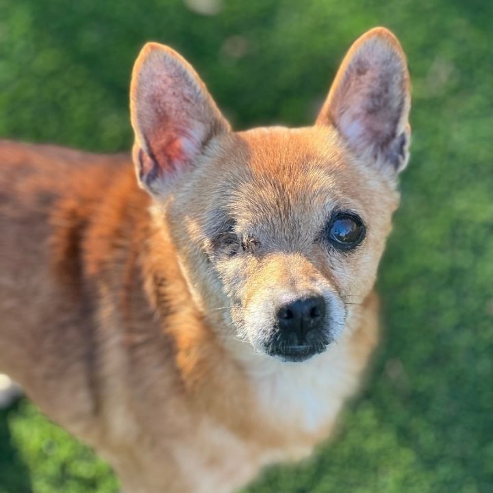 Sophia, an adoptable Chihuahua Mix in Greensboro, NC_image-3