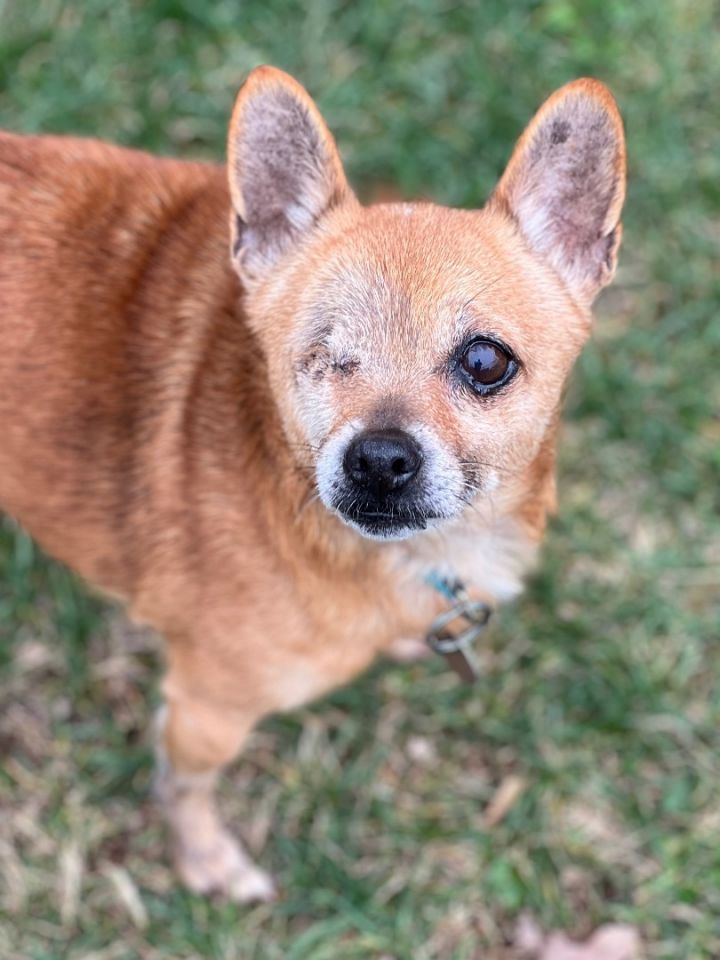 Sophia, an adoptable Chihuahua Mix in Greensboro, NC_image-1