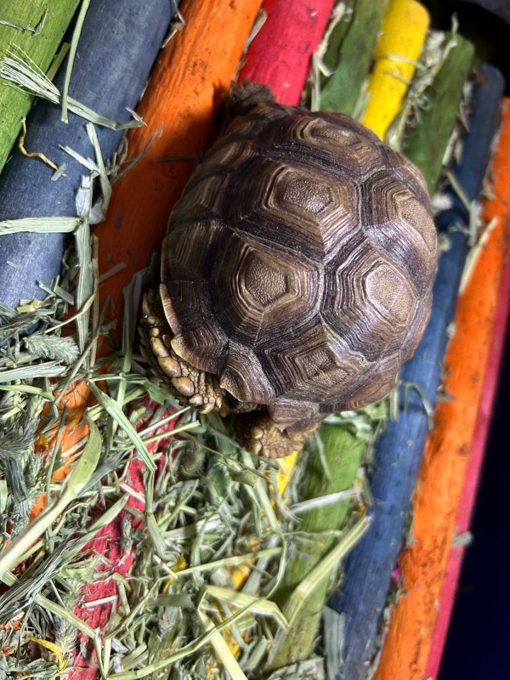 Petfinder tortoise best sale