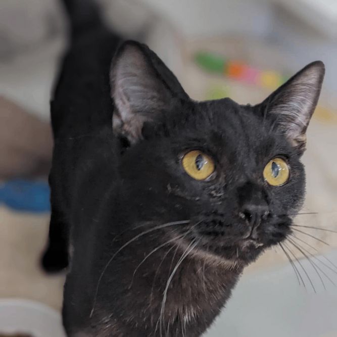 Cat for adoption - Snap, a Domestic Short Hair in Cape Girardeau, MO ...