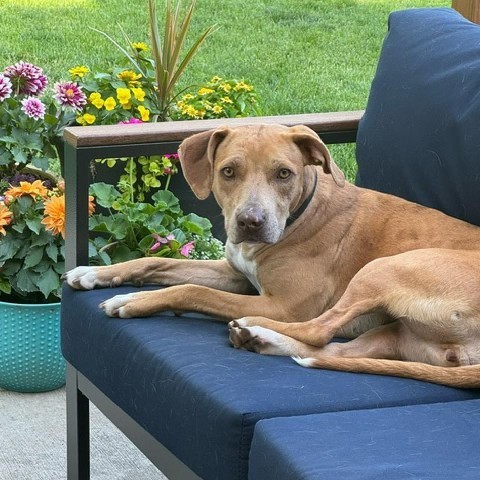 Sandy, an adoptable Mixed Breed in Madison, WI, 53704 | Photo Image 1