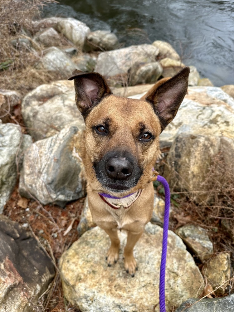 Archie, an adoptable Basenji, Pit Bull Terrier in Brewster , NY, 10509 | Photo Image 1