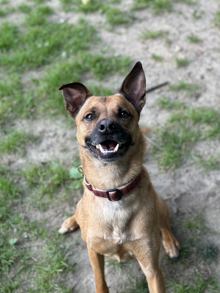 Archie, an adoptable Basenji, Pit Bull Terrier in Brewster , NY, 10509 | Photo Image 1