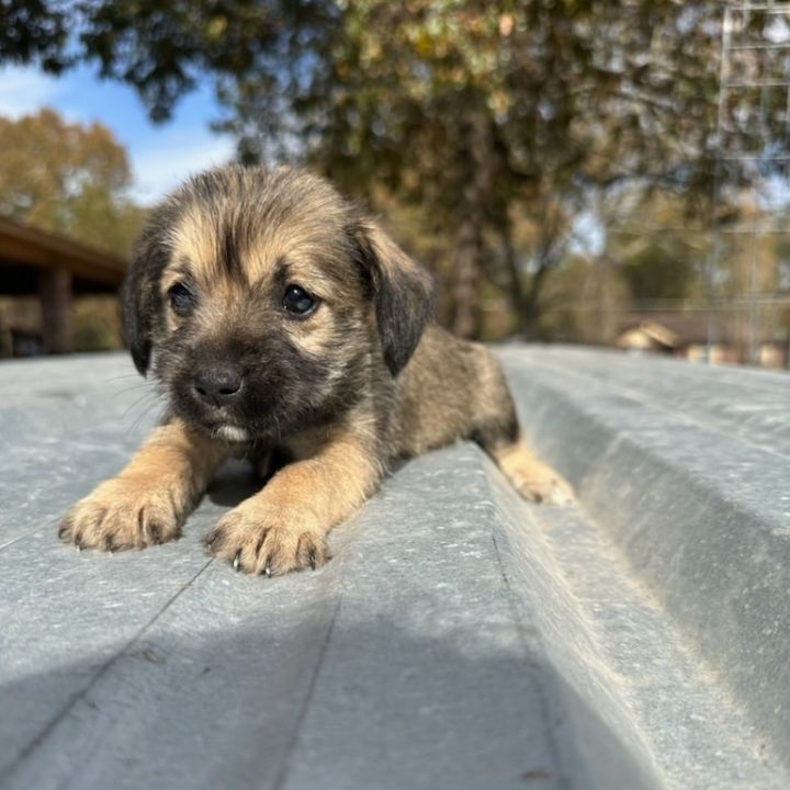 Mini schnauzer terrier store mix