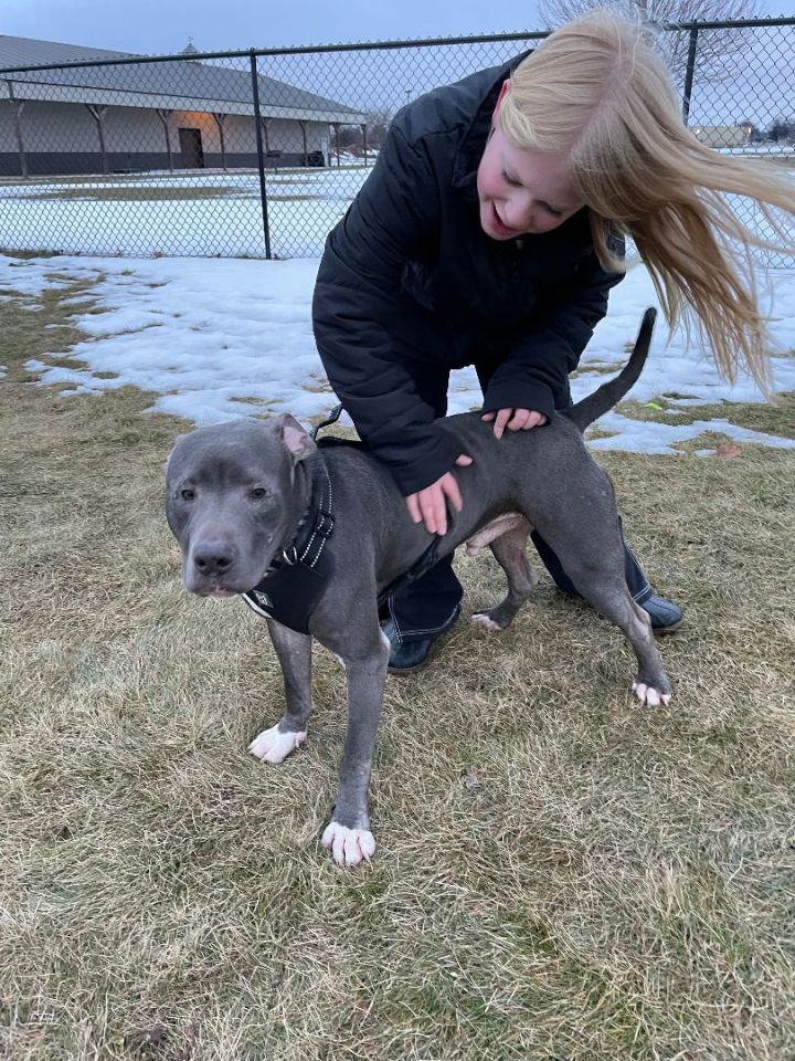 Dog for adoption Romeo a Pit Bull Terrier Mix in Libertyville