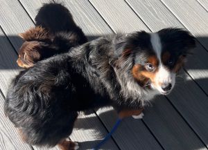 Mini australian shepherd sales petfinder