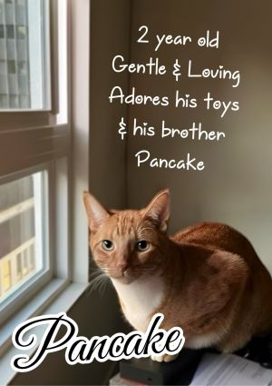 Pancake Domestic Short Hair Cat
