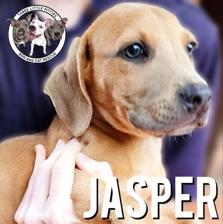 Jasper the hot sale dog