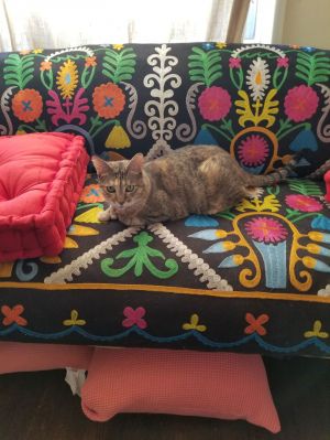 One lovable girl Lexi, Adult Female Extra-Toes Cat / Hemingway Polydactyl