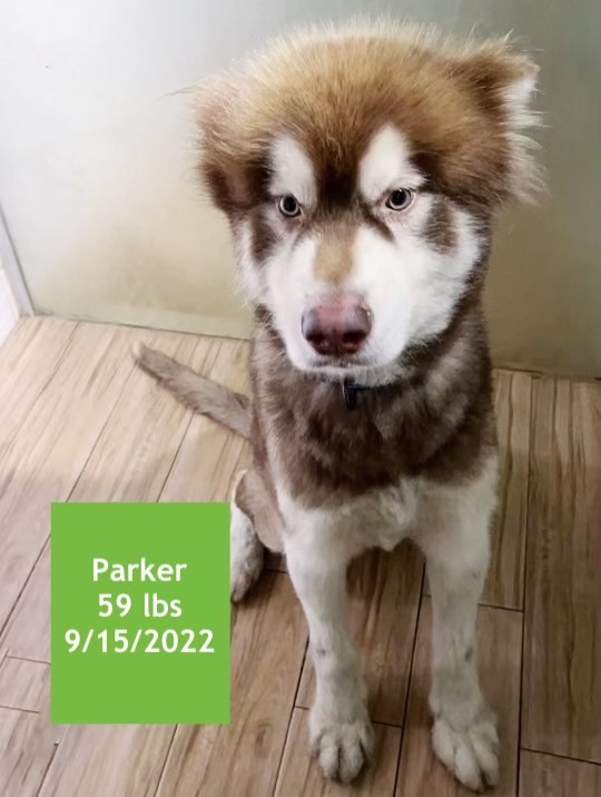 Parkers best sale siberian huskies