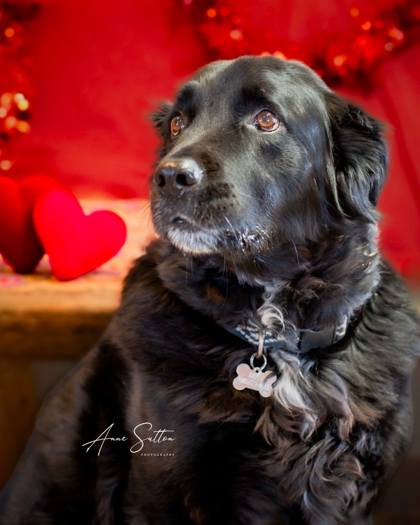 Beau (Mr Big #1), an adoptable Labrador Retriever in Hot Springs, SD, 57747 | Photo Image 1