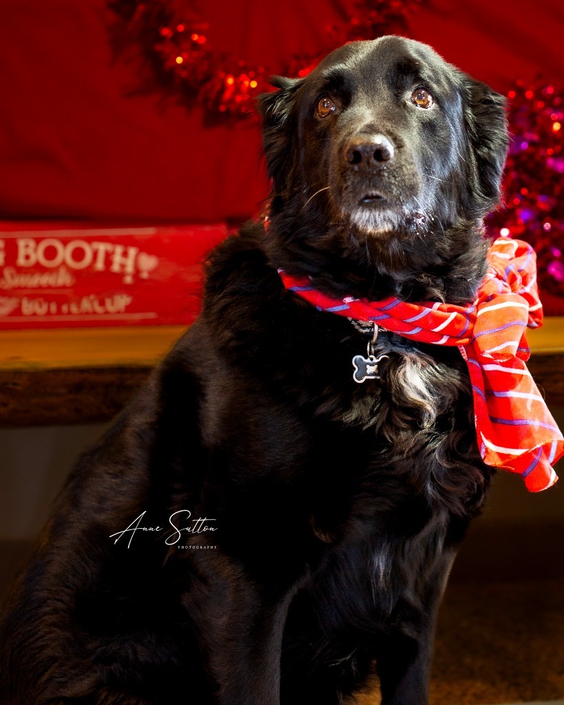 Beau (Mr Big #1), an adoptable Labrador Retriever in Hot Springs, SD, 57747 | Photo Image 2