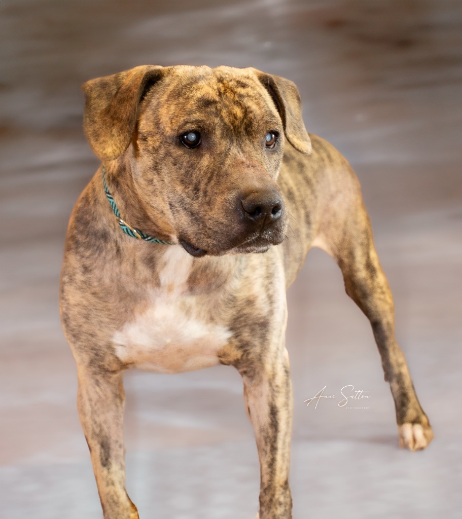 Dingo, an adoptable Pit Bull Terrier in Hot Springs, SD, 57747 | Photo Image 1